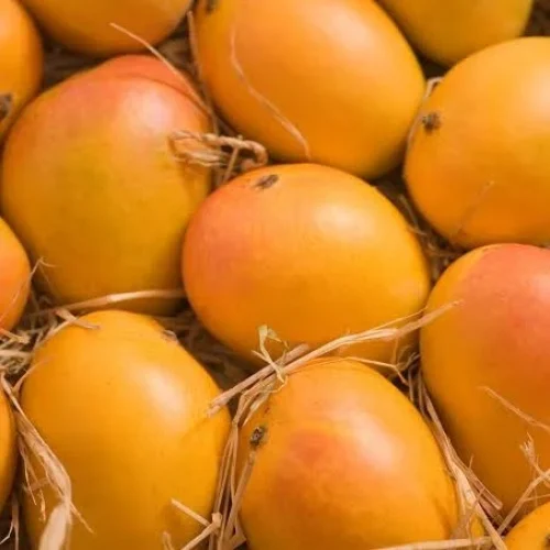 Alphonso (Hapus) mangoes