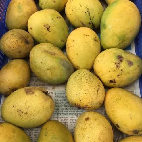 Banganapalli mangoes