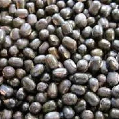 Black Gram (Beans of Species Vigna Mungo)