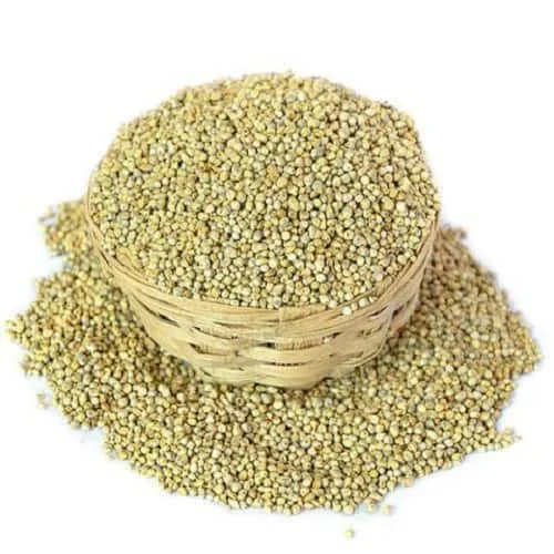 Pearl Millet (Bajra-Kambu)